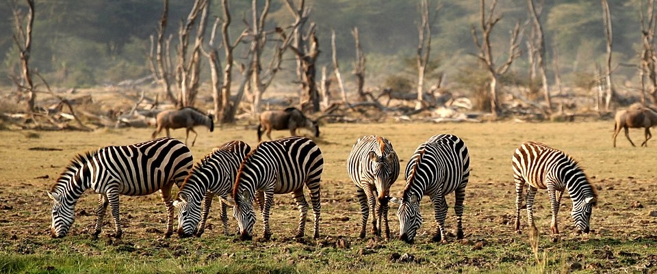 THE WILD SIDE OF THE WORLD