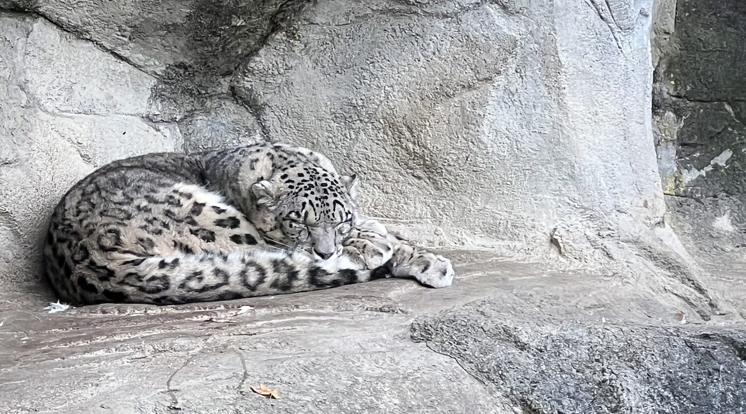 From Snow Leopards to Saving the Planet: A Day at Zoo Zürich